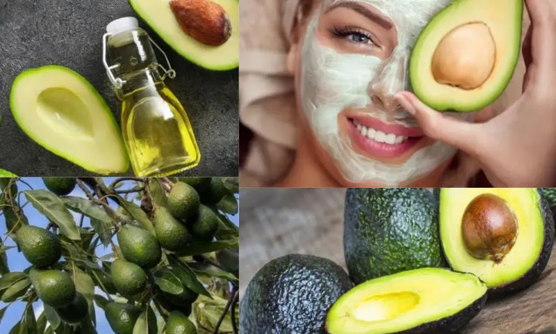 Avokado: Sağlık Deposu Bir Meyve