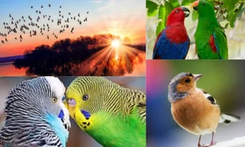 Kuşlar: Doğanın Zarif Kanatlıları