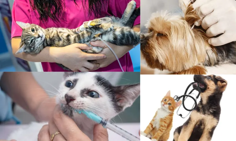 Veteriner Seçimi ve Ameliyat Süreci